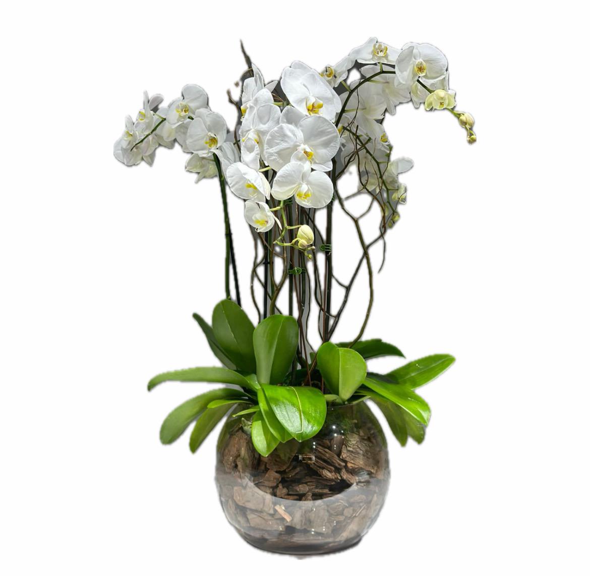 Premium Orchid Vase