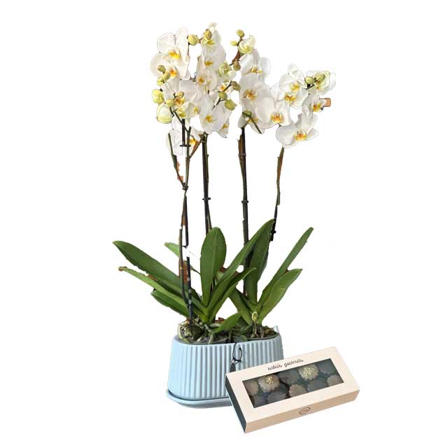 LTF ORCHIDS x SABLES GOURMETS