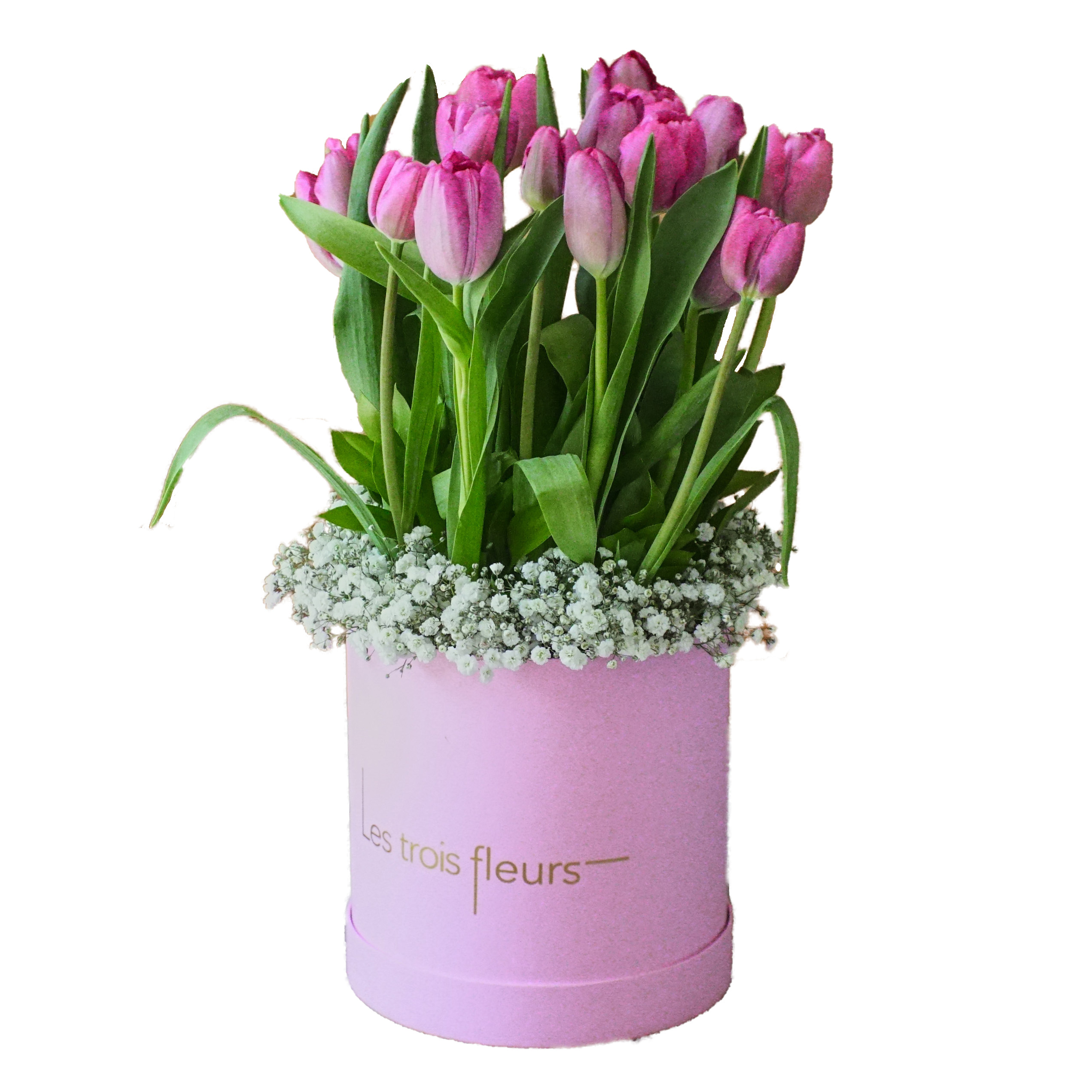 Graceful Tulips