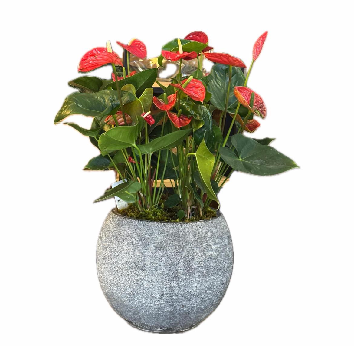 Anthurium