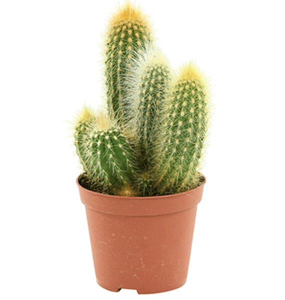 Les Trois Fleurs Flowers Delivery Lebanon Weddings Designer Branchy