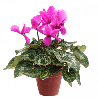 Purple Cyclamen