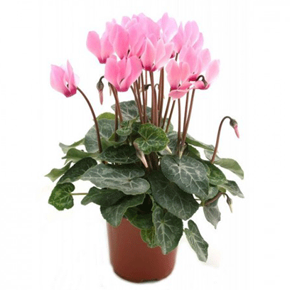 Pink Cyclamen