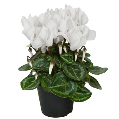 White  Cyclamen